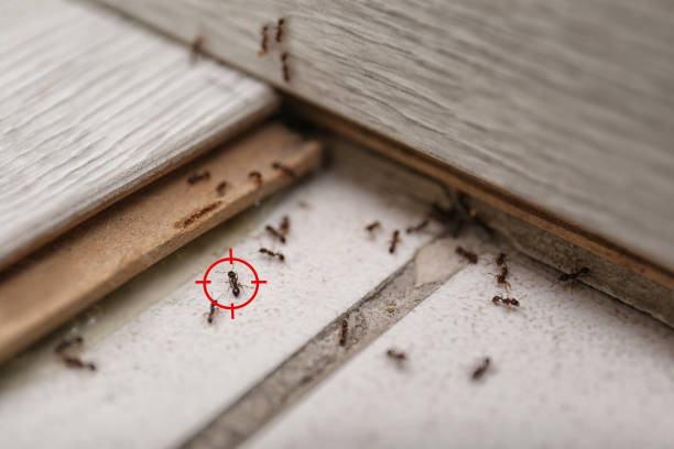 Best Insect Control  in Franklin, NJ