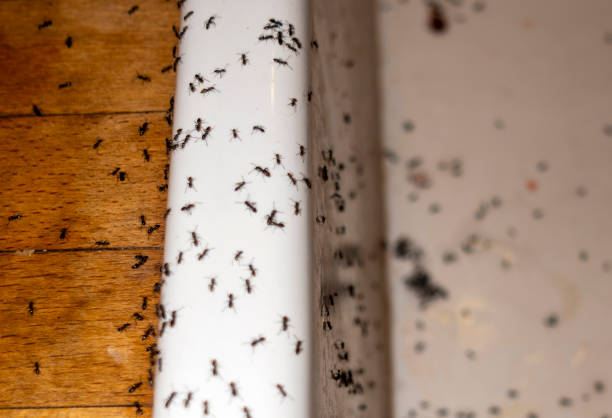 Best Best Pest Control Companies  in Franklin, NJ